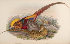 Thaumalea picta = Chrysolophus pictus 作： John Gould